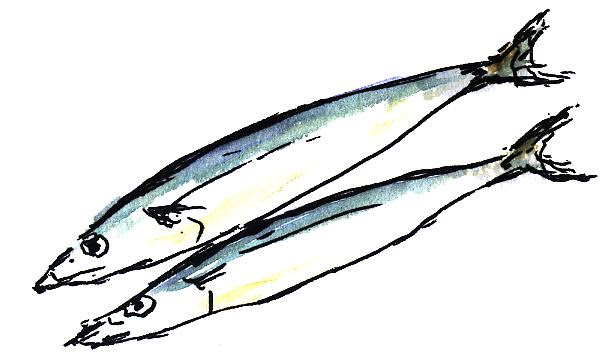 これまでで最高のイラスト さんま 美しい花の画像