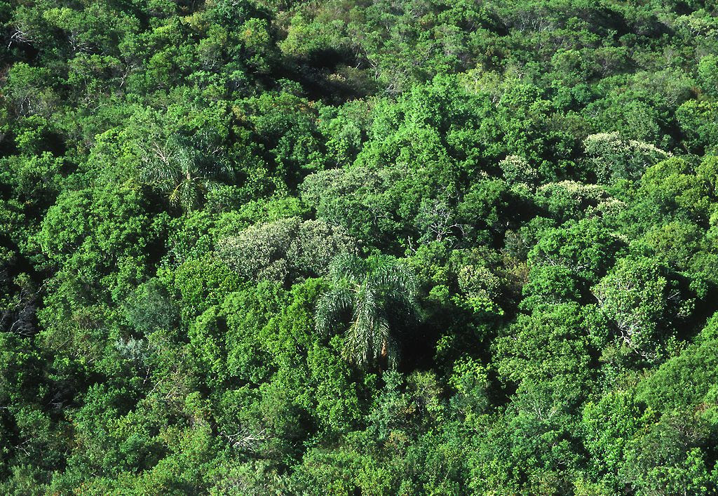 Contoh Ekosistem Di Hutan Hujan Tropis - This Mommas 