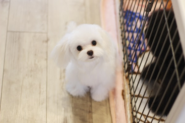無料の動物画像 最高の可愛い マルチーズ