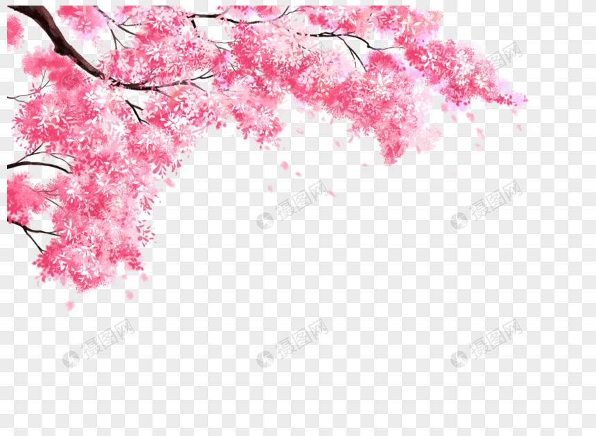15 Wallpaper Bunga  Sakura  Kartun  Koleksi Bunga  HD