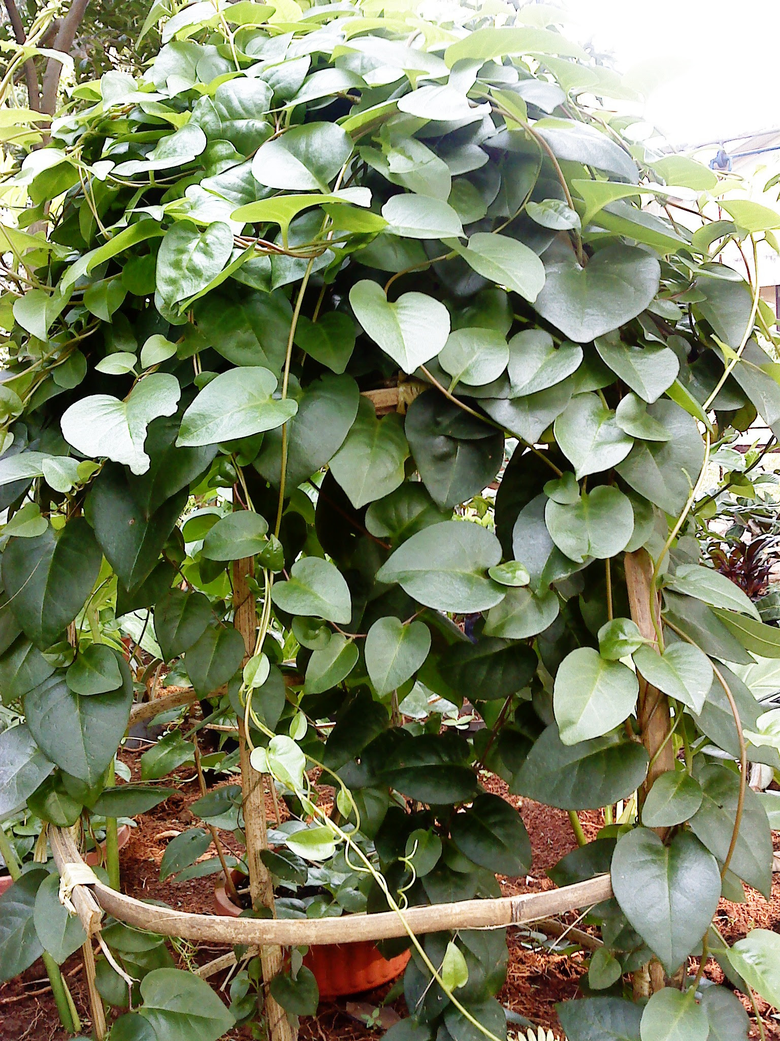 Manfaat Daun Binahong Wajah dan Caranya
