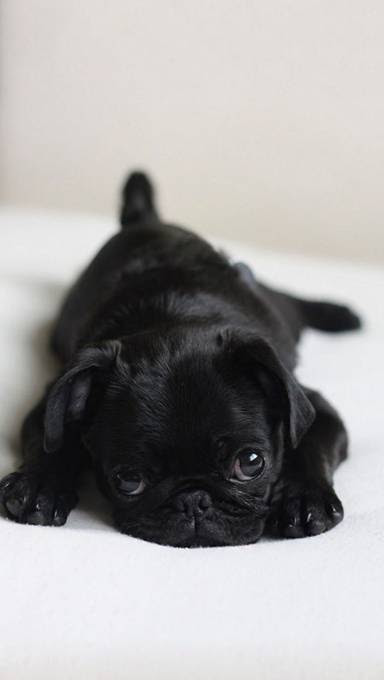 Pictjpsipk70qx ベスト 待ち受け 可愛い犬 可愛い犬 待ち受け