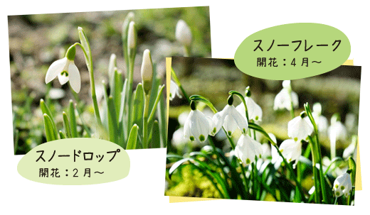 最も人気のある スノー ドロップ イラスト