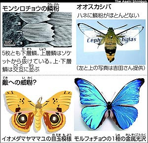 あなたのためのイラスト ラブリー簡単 蝶 羽 イラスト