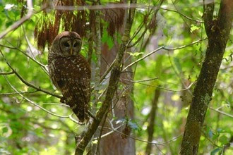 Photo of a barred owl, brown with some mottled white patches, among brown branches with light green leaves Corkscrew Swamp Sanctuary.