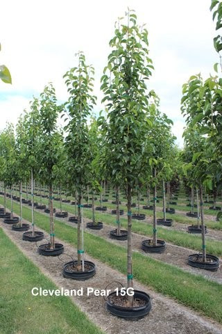 They came very well packaged, and exactly when they said they would arrive. Cleveland Flowering Pear Thetreefarm Com