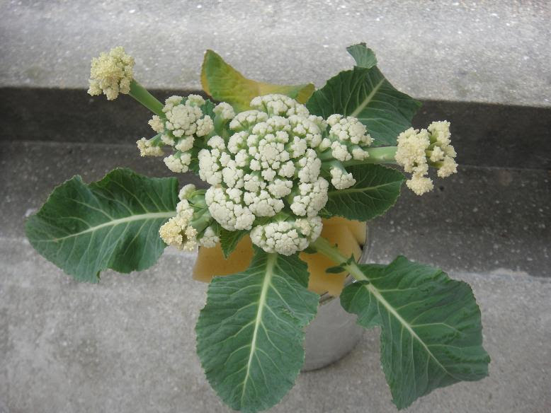 すべての花の画像 50 素晴らしいカリフラワー 花が咲く