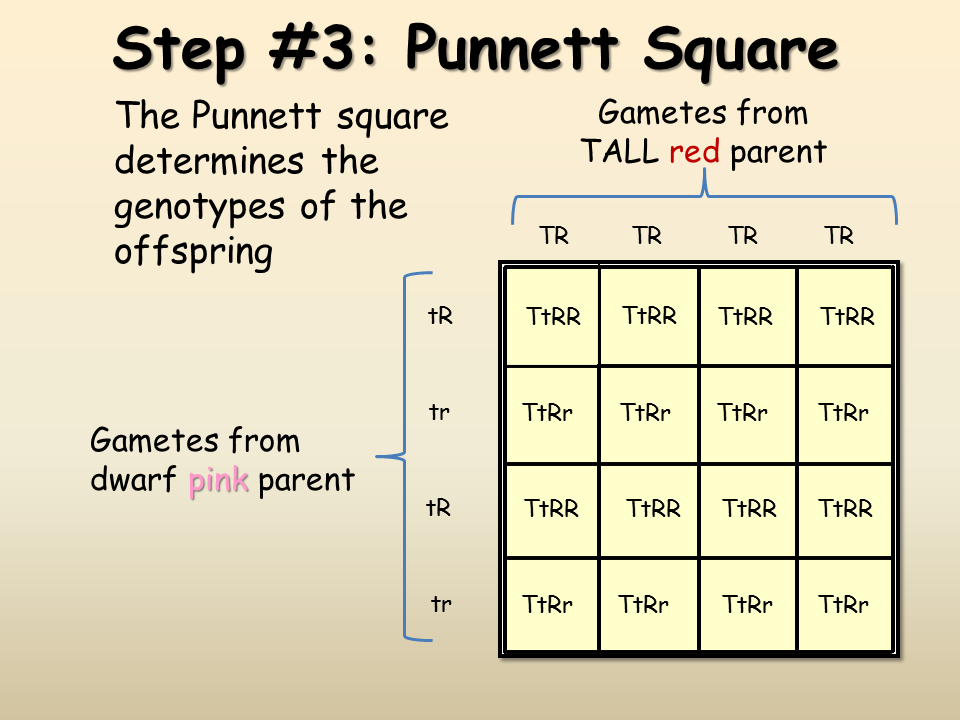 The punnett square calculator is an online tool that allows you to setup traits of the parents to predict frequency of occurence of particular genotype and phenotype in progenies. Dihybrid Crosses Presentation Biology