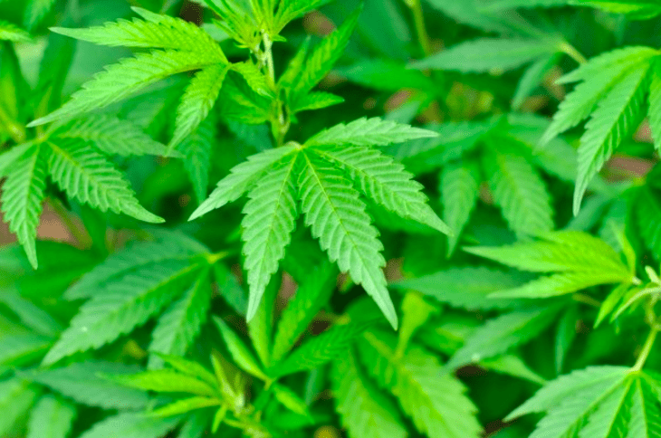 ベスト 大麻 栽培 臭い 対策 Cahayujpfow6