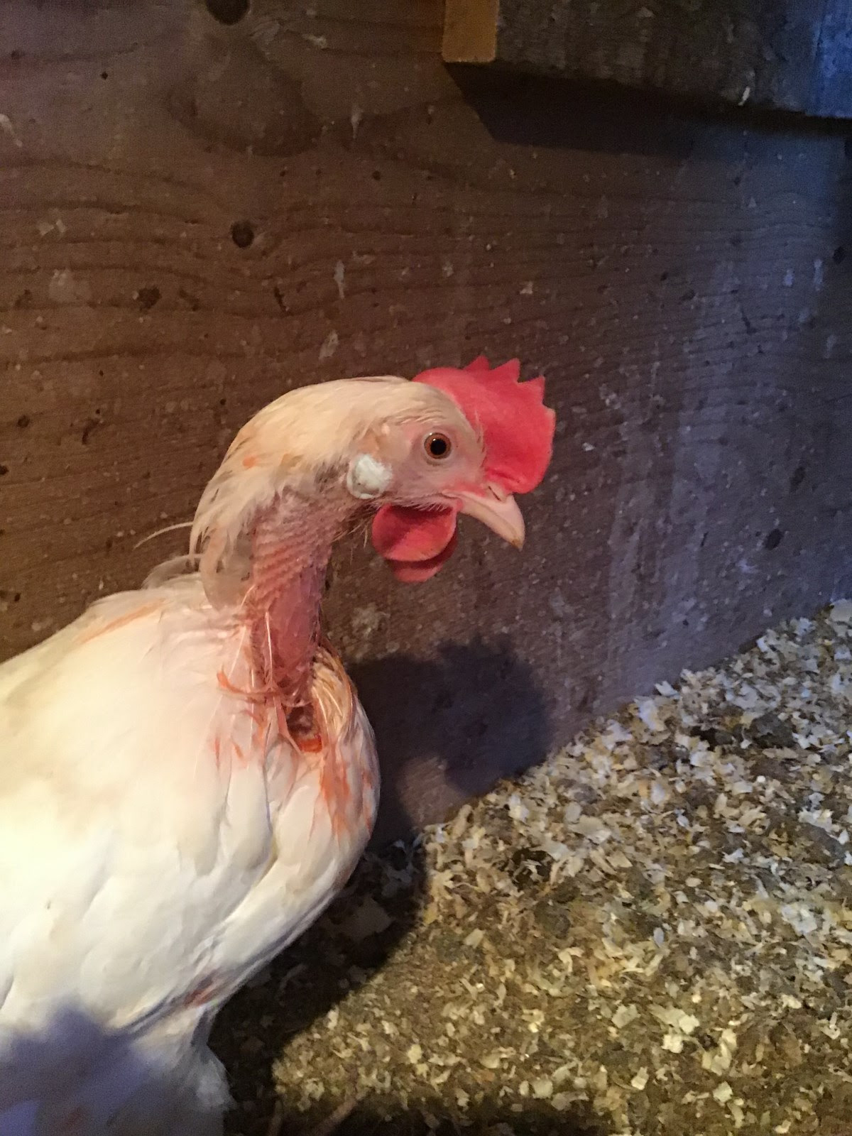 Apr 16, 2017 · welcome to the punpedia entry on chicken puns! Chickens Losing Feathers Discussions Ebrandon Brandon Manitoba S Online Community