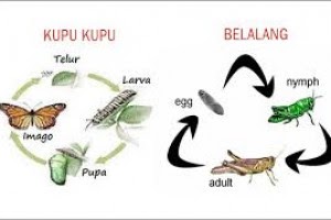 Gambar Siklus Hewan Metamorfosis  Tidak Sempurna  Gambar Hewan