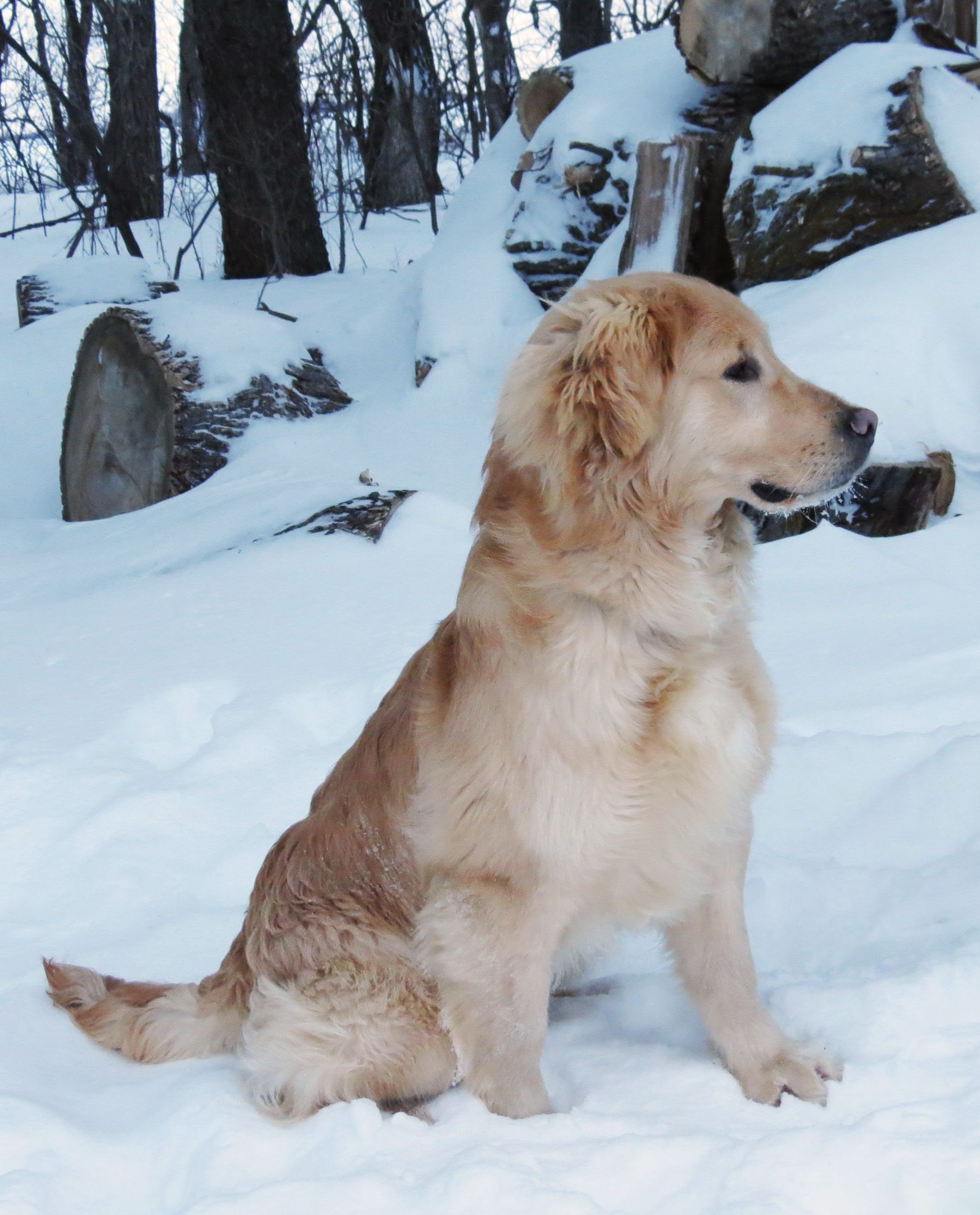 The goldenretriever community on reddit. Breeding Dogs Sharptail Ridge Golden Retrievers