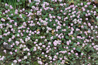 ベスト秋 花 ピンク 小さい すべての美しい花の画像