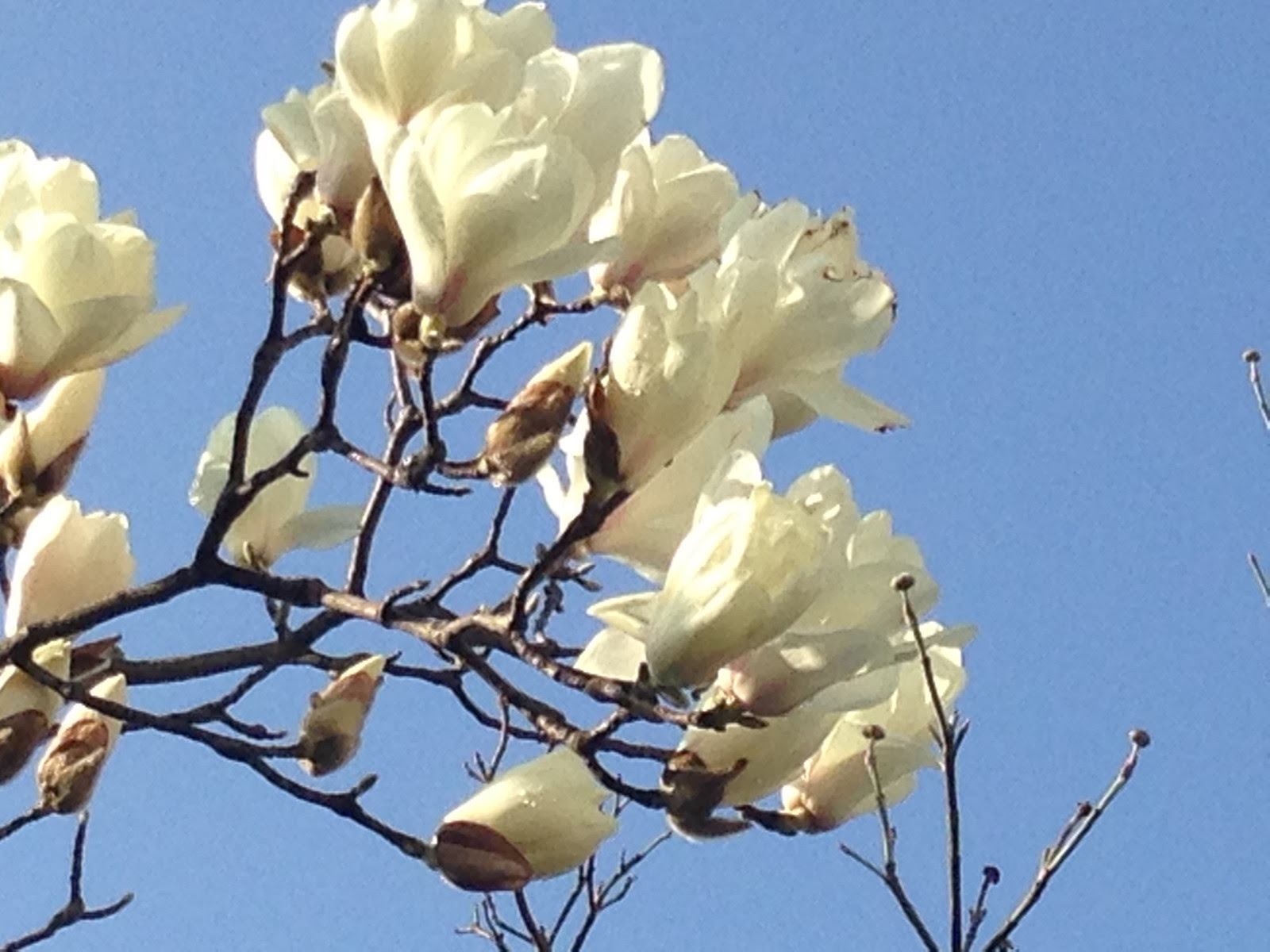 すべての美しい花の画像 50 3月 白い花 木