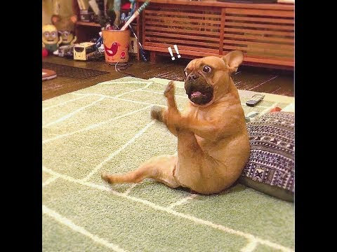 動物画像無料 新着動物 ハプニング 動画