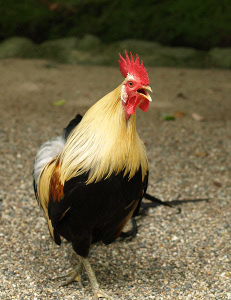 無料の動物画像 ユニークカッコイイ かっこいい 鶏