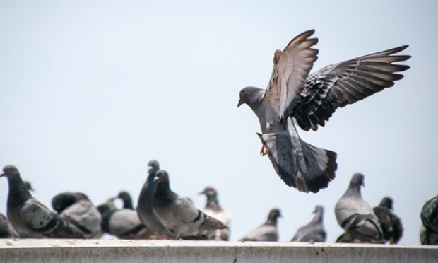 Non à la chasse aux pigeons à Paimbœuf