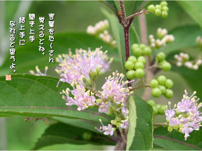 [10000印刷√] ムラサキシキブ 花 言葉 115962