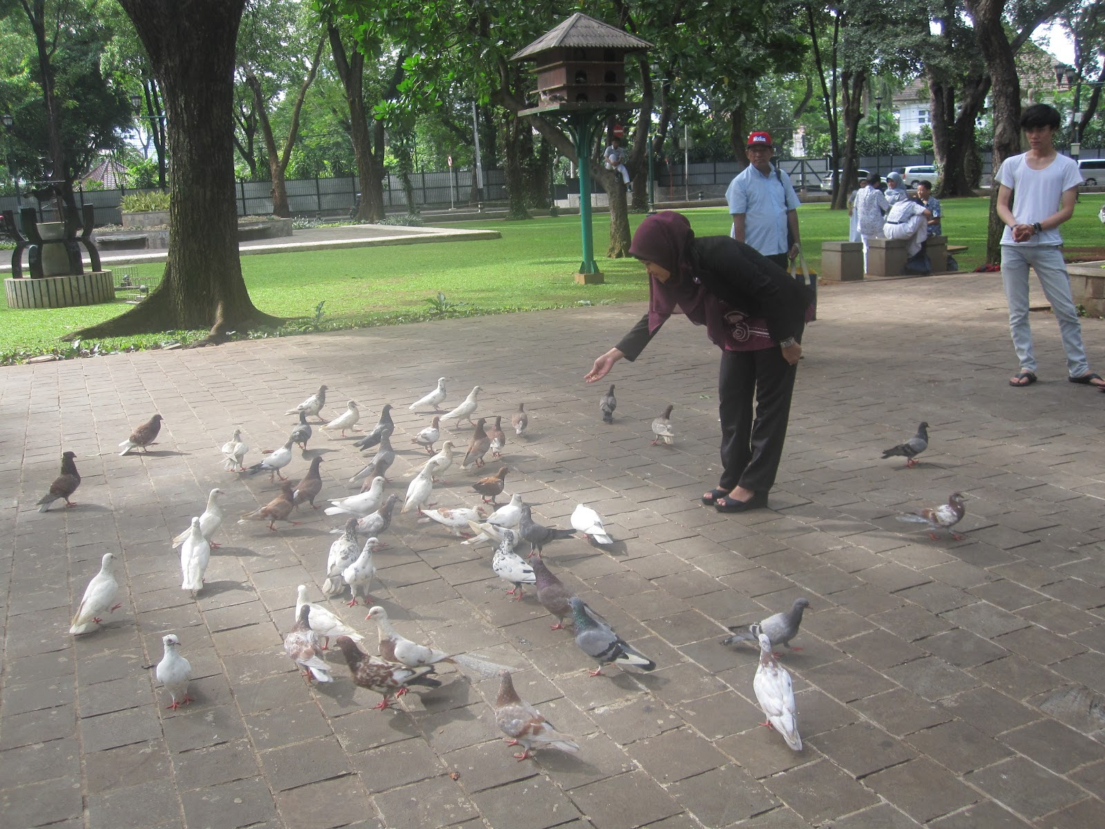 Jual Beli Burung Dara Murah Di Jakarta