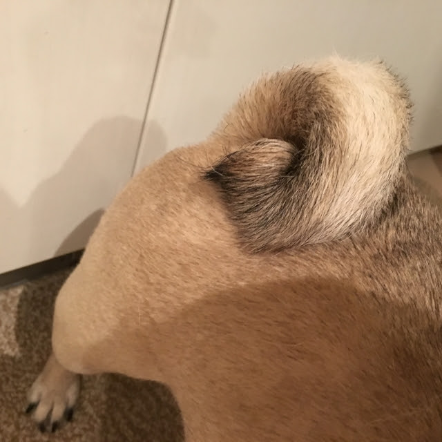 トップ 犬 尻尾 骨折 画像ブログ