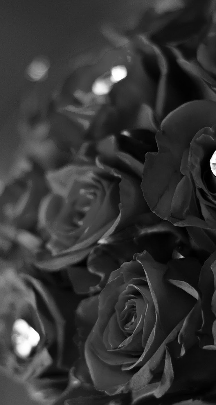 綺麗な薔薇 壁紙 Iphone すべての美しい花の画像