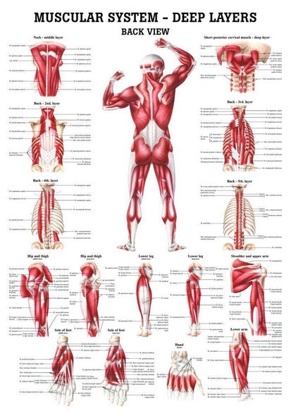 Female Human Muscles Diagram / 11 4 Identify The Skeletal Muscles And Give Their Origins ...