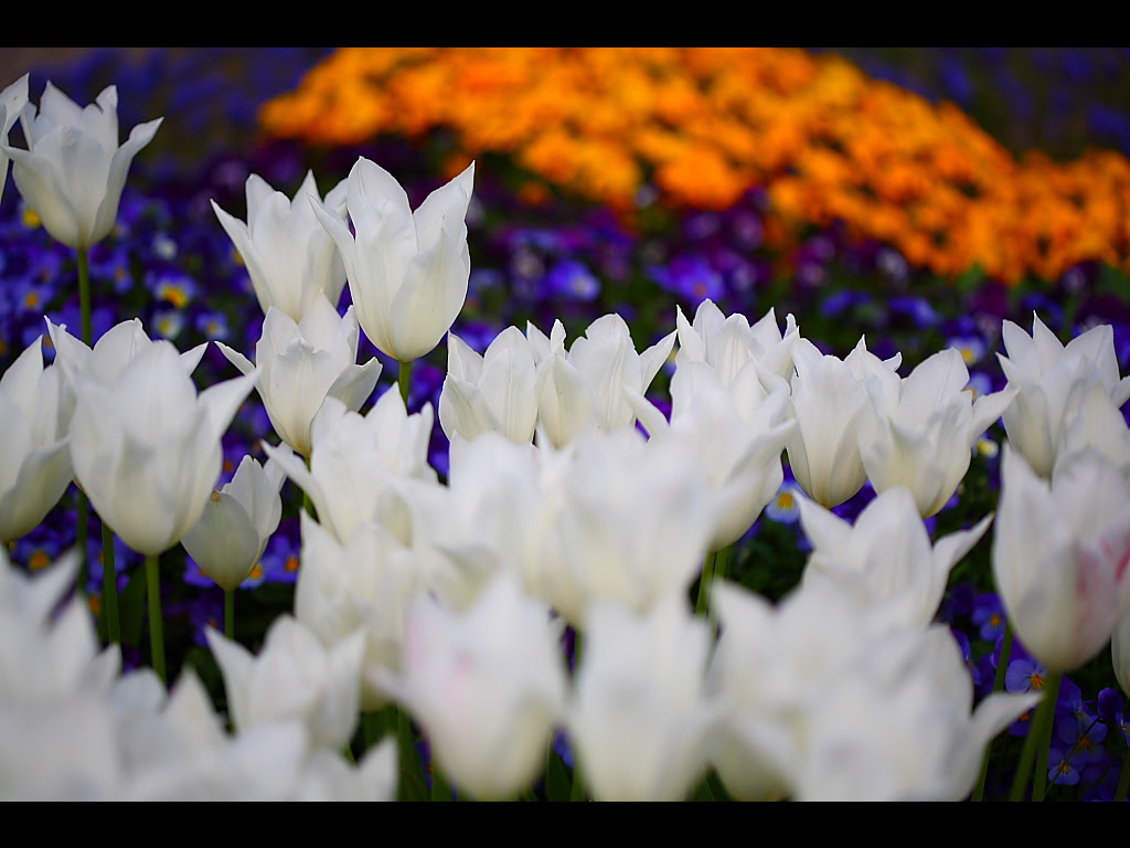 最も好ましい チューリップ 花 壁紙 白 背景 69