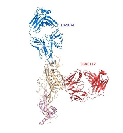 broadly neutralizing antibodies bound to SHIV spike