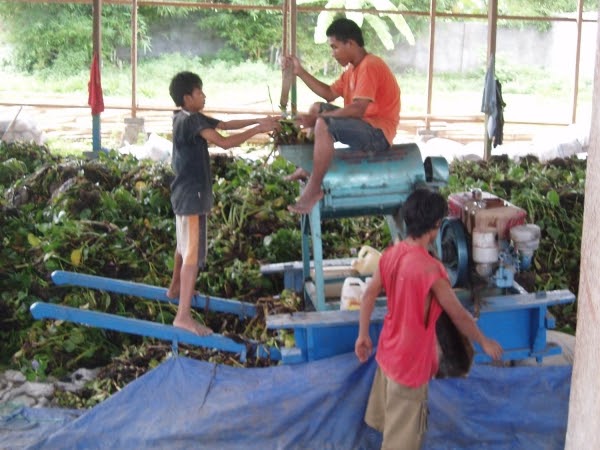 rawapening Eceng  Gondok  Dari  Gulma Menjadi  Pupuk