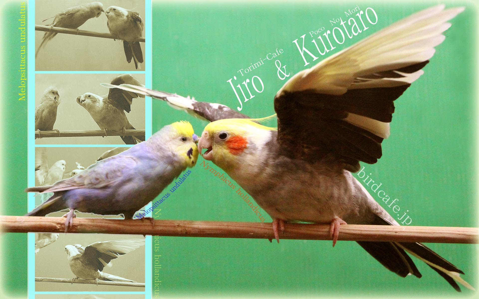 トップ100オカメインコ 壁紙 最高の花の画像