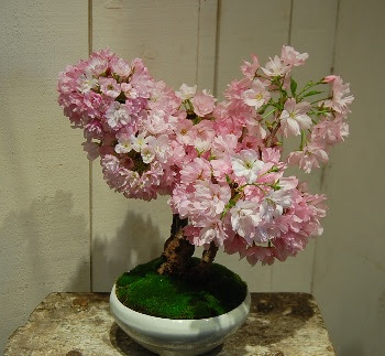 すべての美しい花の画像 トップ100一才桜 旭山 育て方