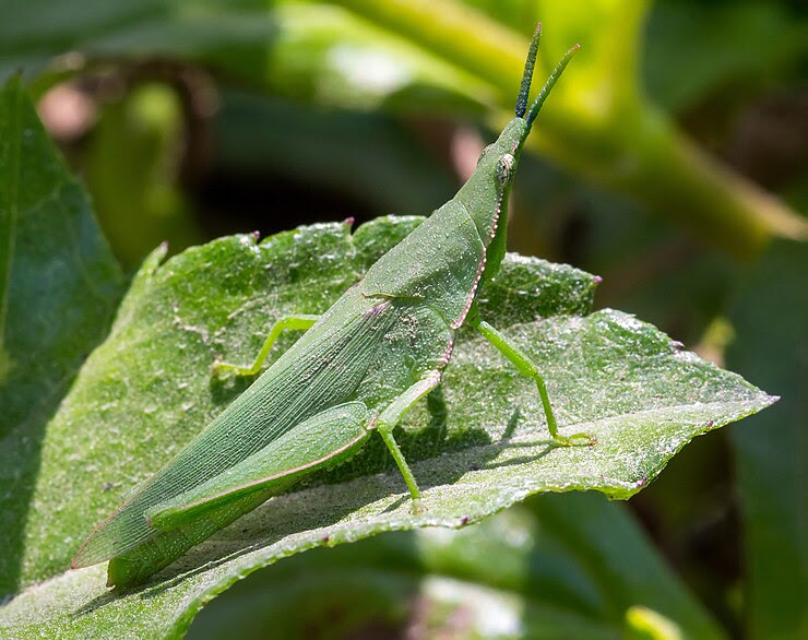 maycintadamayantixibb: Grasshopper Meaning In Bahasa Malaysia
