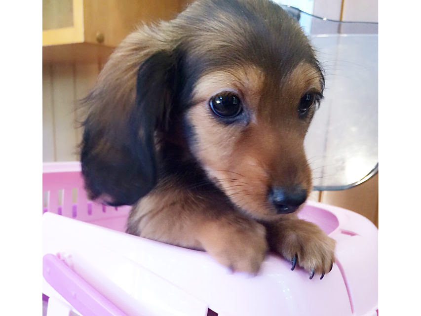 ベスト可愛い 赤ちゃん ミニチュア ダックス 最高の動物画像