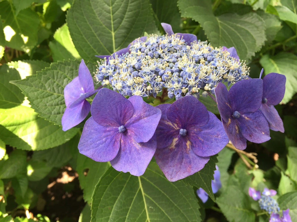 すべての美しい花の画像 ぜいたくガク アジサイ 英語