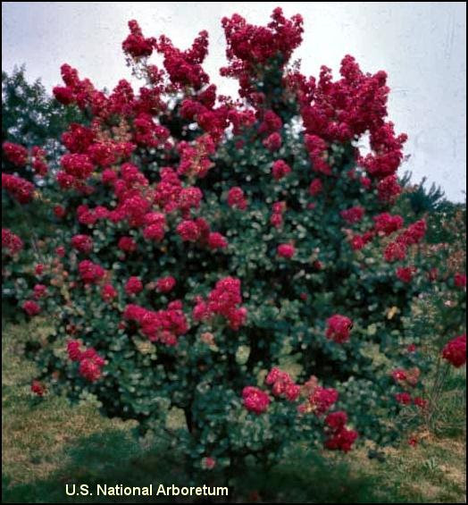 Skip richter, travis county extension horticulturist jerry parsons, professor and extension horticulture specialist, texas cooperative extension Dwarf Crape Myrtles For Sale