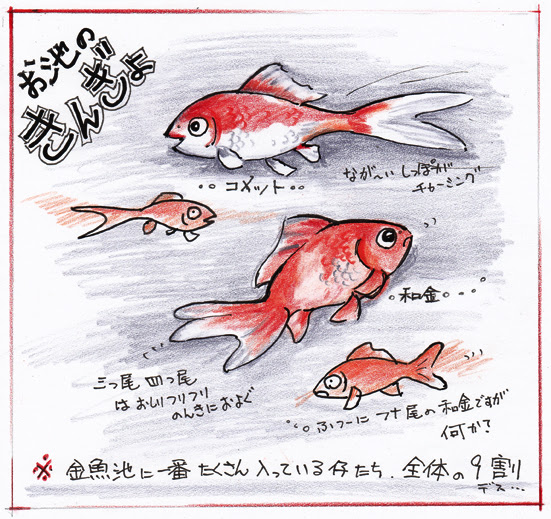 ダウンロード リアル 金魚 イラスト 横