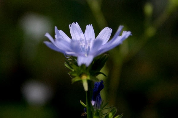 最高のチコリ 花言葉 すべての美しい花の画像