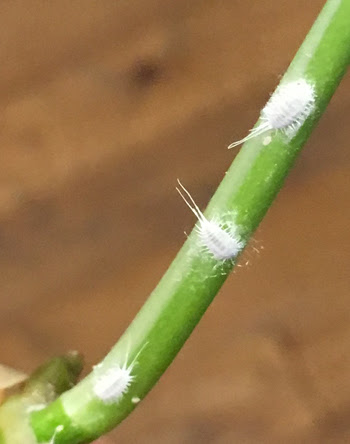 最高かつ最も包括的な植物 白い 虫 最高の花の画像