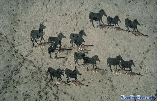 'i watched the leopard stalking the stork. National Geographic Zebra Shadow Illusion Visualfunhouse
