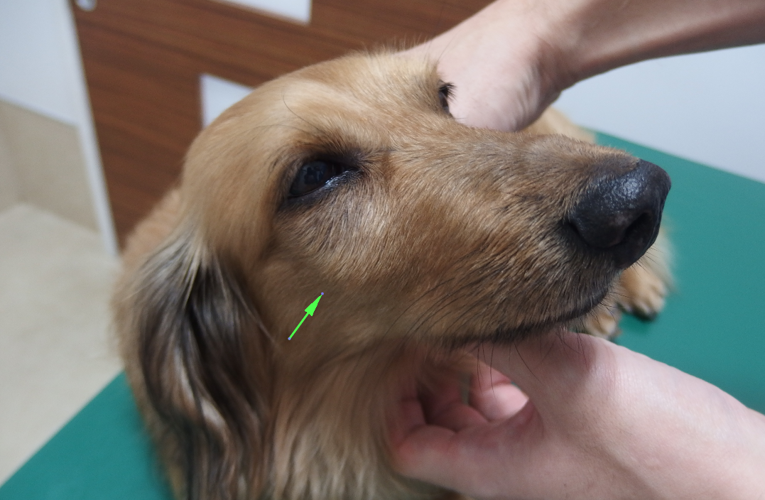 犬 脇の下 しこり 柔らかい 2272 犬 脇の下 しこり 柔らかい Akuimgjptelu