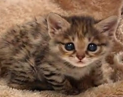 最高の動物画像 50 素晴らしい世界 一 可愛い 子猫