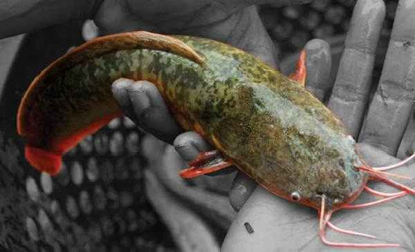 Beberapa jenis jenis ikan konsumsi air tawar baik yang mudah dibudidayakan ataupun ikan air laut dan juga pilihan resep ikan disebutkan besrta gambarnya. Mengenal Jenis Jenis Lele Dan Sebutannya Di Indonesia Artikel Pertanian Terbaru Berita Pertanian Terbaru