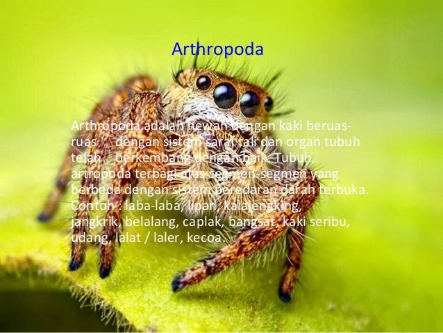  Contoh  Hewan  Mamalia  Vertebrata Contoh  M