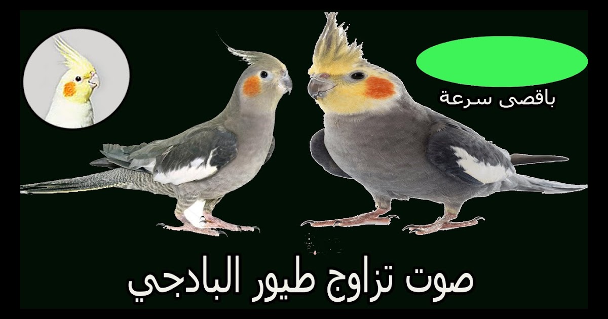 ØªØ²Ø§ÙˆØ¬ Ø§Ù„Ø«Ø¹Ù„Ø¨ Ù…Ø¹ Ø§Ù„Ø·ÙŠÙˆØ± Ø¨ÙŠØ·Ø±ÙŠ ÙŠØ­Ø°Ø± Ù…Ù† ØªØ²Ø§ÙˆØ¬ Ø³Ù„Ø§Ù„Ø§Øª Ø§Ù„Ø·ÙŠÙˆØ± Ø§Ù„ØªØ±ÙƒÙŠØ© ÙˆØ§Ù„Ø¥ÙŠØ±Ø§Ù†ÙŠØ© Ù…Ø¹ Ø¯Ø¬Ø§Ø¬Ø© Ø°Ø§Øª Ù„ÙˆÙ† Ø£Ø³ÙˆØ¯ Ù…Ø¹ Ø¯ÙŠÙƒ Ø°Ùˆ Ù„ÙˆÙ† Ø£Ø¨ÙŠØ¶ ÙÙ†Ø­ØµÙ„ Ø¹Ù„Ù‰ Ø¬ÙŠÙ„ F1 ÙŠØªÙƒÙˆÙ† Ù…Ù† Ø£ÙØ±Ø§Ø¯