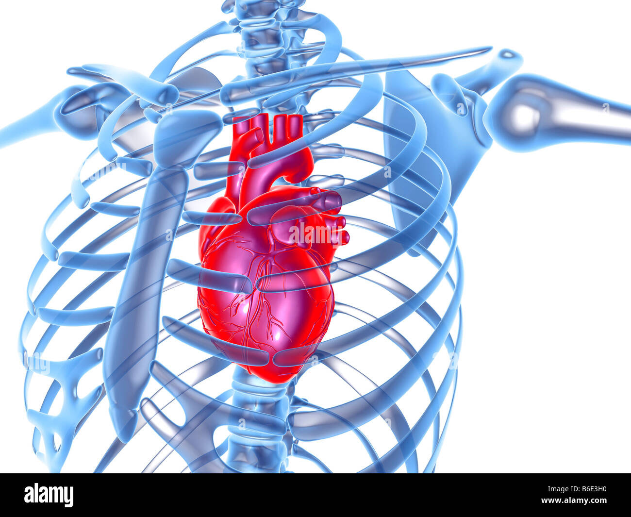 Organs Within Ribcage - Comparison of Organ Location ...