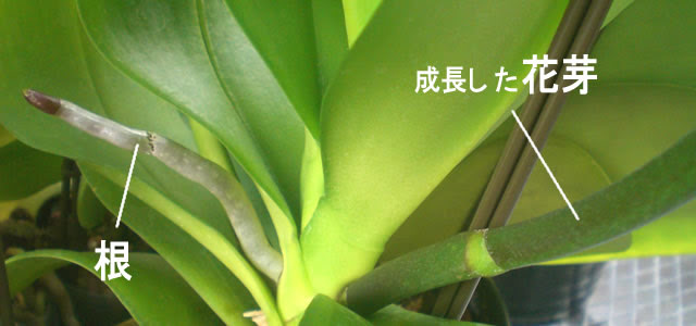 すべての美しい花の画像 最新胡蝶蘭 育て方 花芽