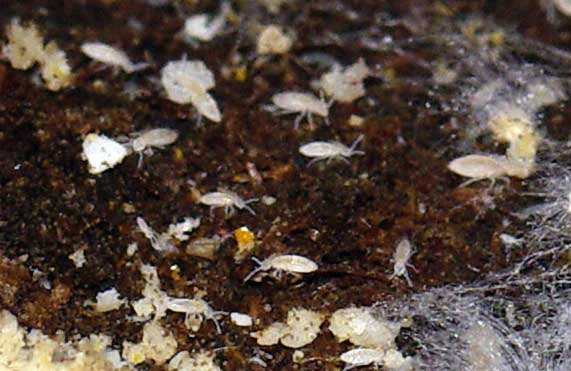 イメージカタログ トップ 100 観葉植物 土 ダニ