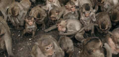 Thailand, Lop Buri, 2021-11-28. A woman gives food to monkeys. The Monkey Buffet Festival (wheelchair monkey party) held the last sunday of November in Lop Buri. About 2000 local Macaques are fed with tables of fruits and vegetables. Photograph by Maxime Gruss / Hans Lucas. 
Thailande, Lop Buri, 2021-11-28. Une femme nourrit les singes. Le Monkey Buffet Festival (fete des singes en fauteuil roulant) a eu lieu le dernier dimanche de novembre a Lop Buri. Environ 2000 macaques locaux sont nourris avec des tables de fruits et legumes. Photographie de Maxime Gruss / Hans Lucas. (Photo by Maxime Gruss / Hans Lucas / Hans Lucas via AFP)