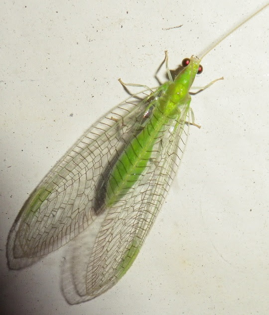 50 緑色の小さな虫 緑色の小さな虫 大量発生 Jpgazodev