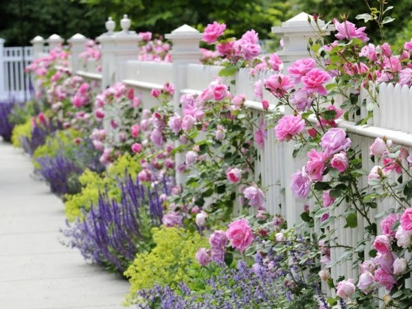 DIY Garden privacy fence white paint roses  flowers